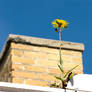 Gasp...A Dandelion?