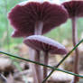 Purple Mushrooms