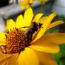 Mmm. Pollen