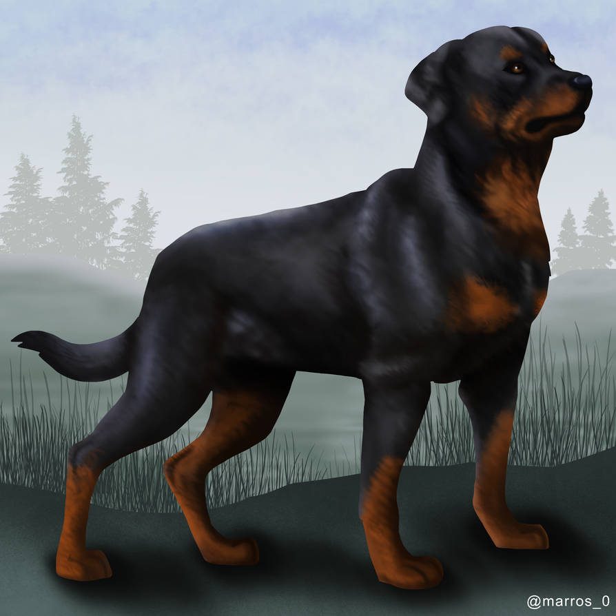 Rottweiler by Marros0 on DeviantArt