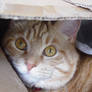 A cat in the box