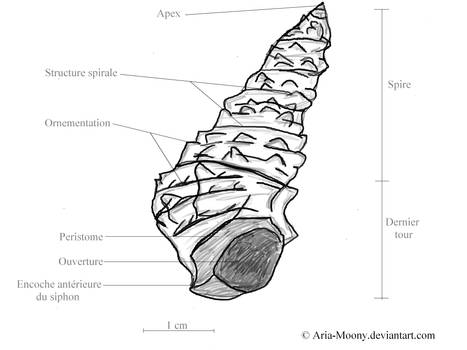 Gasteropode : Cerithium