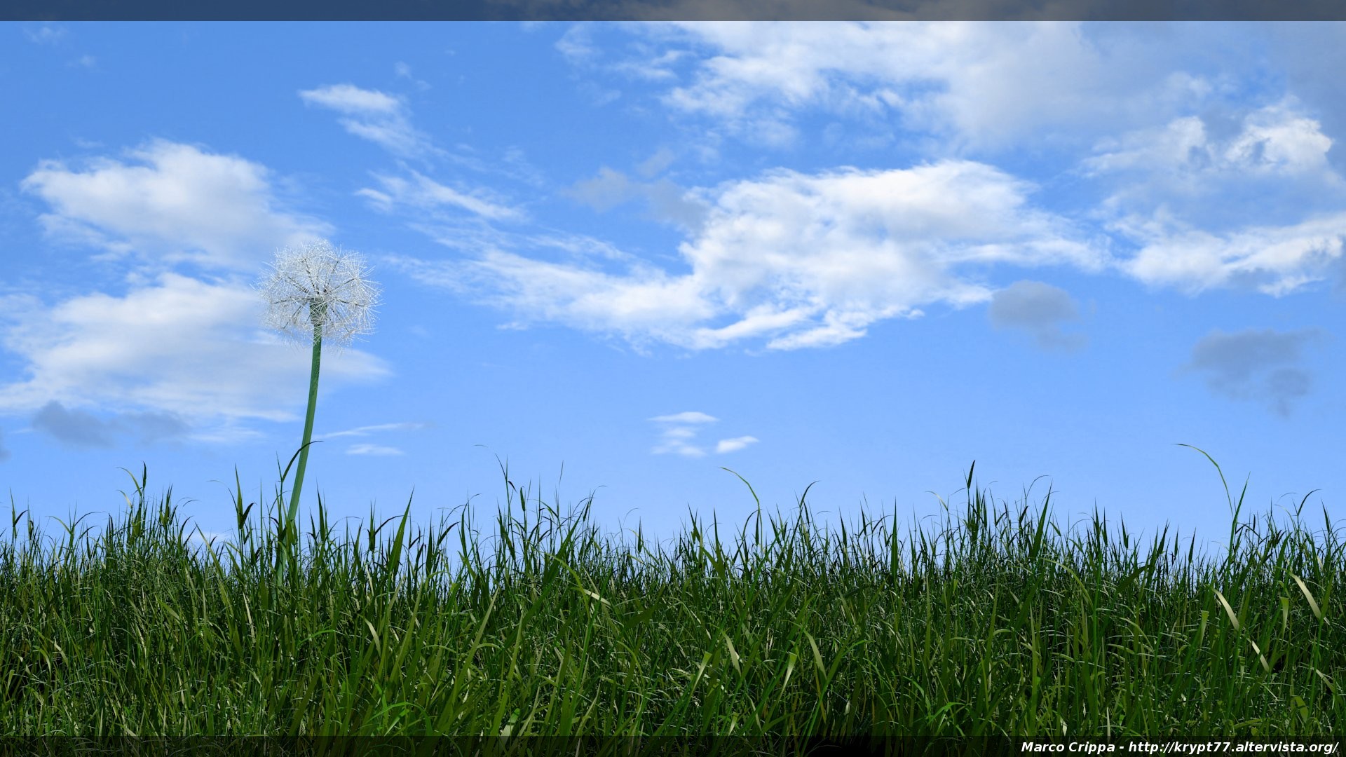 Soffione - Dandelion