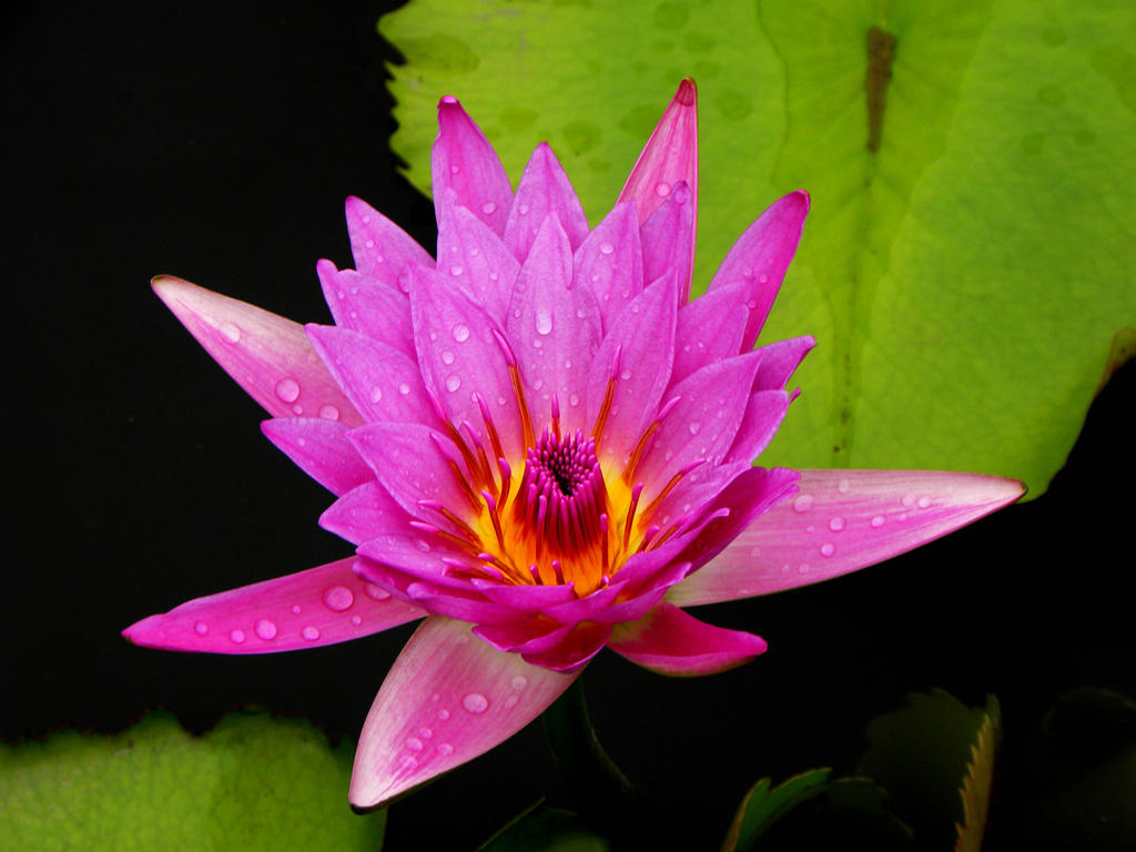 Lotus Flower.