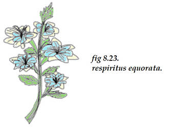 Foal's Breath Botanical Sketch (from 'My Voice')