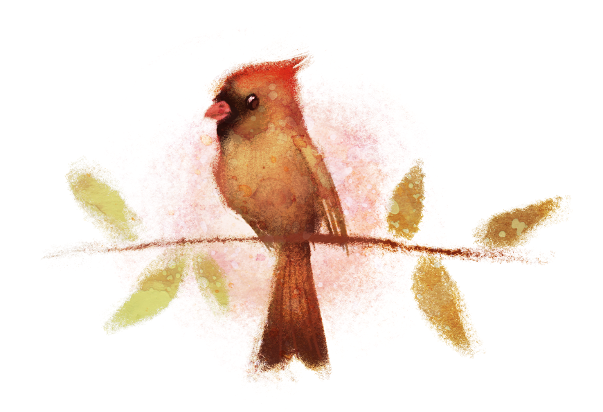 Female Cardinal