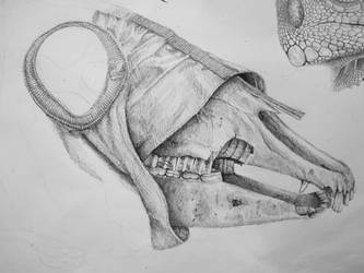 horse skull drawing