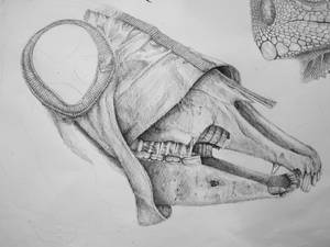 horse skull drawing