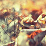 Autumn wallpaper