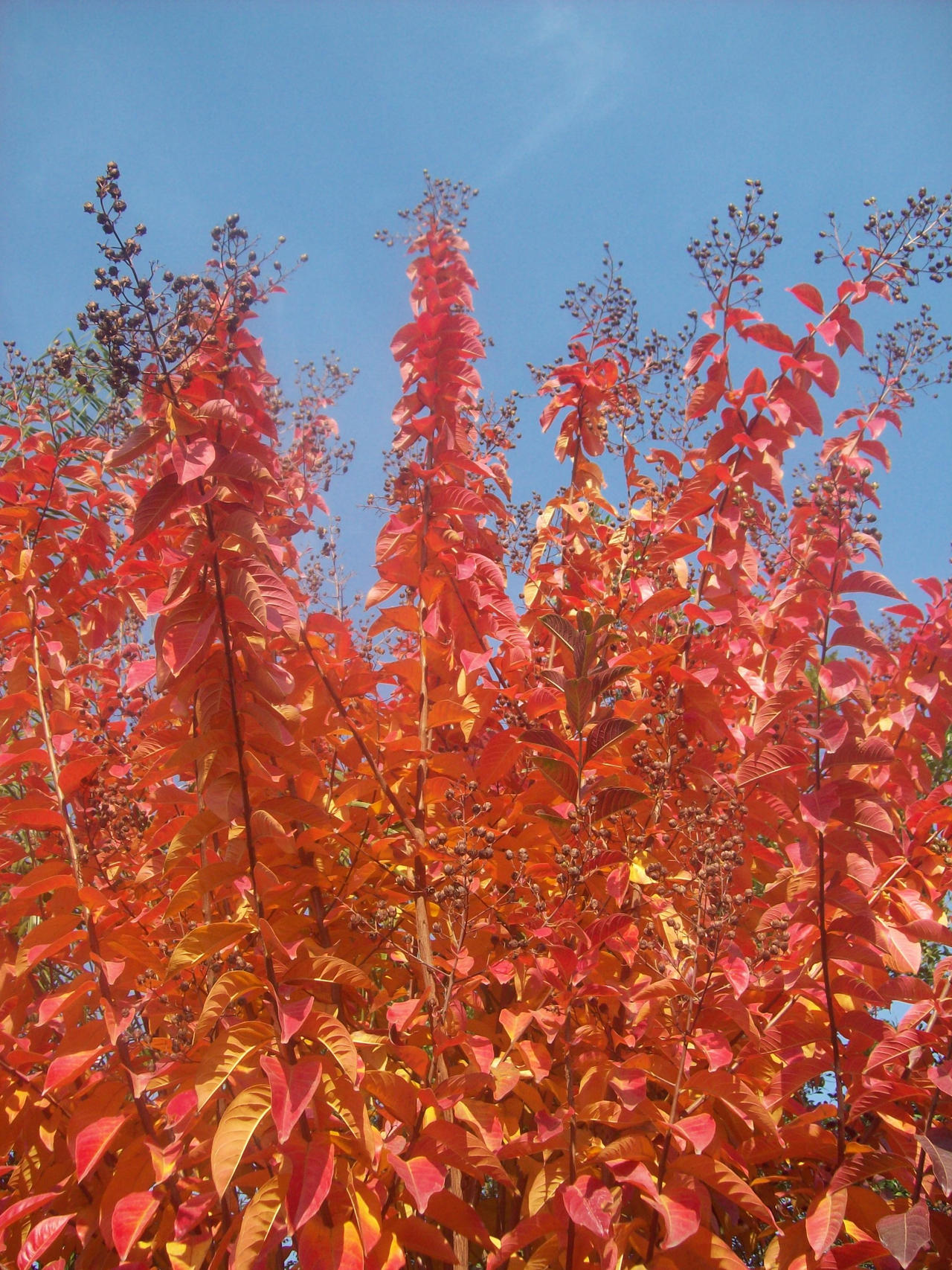 Orange leaves I.