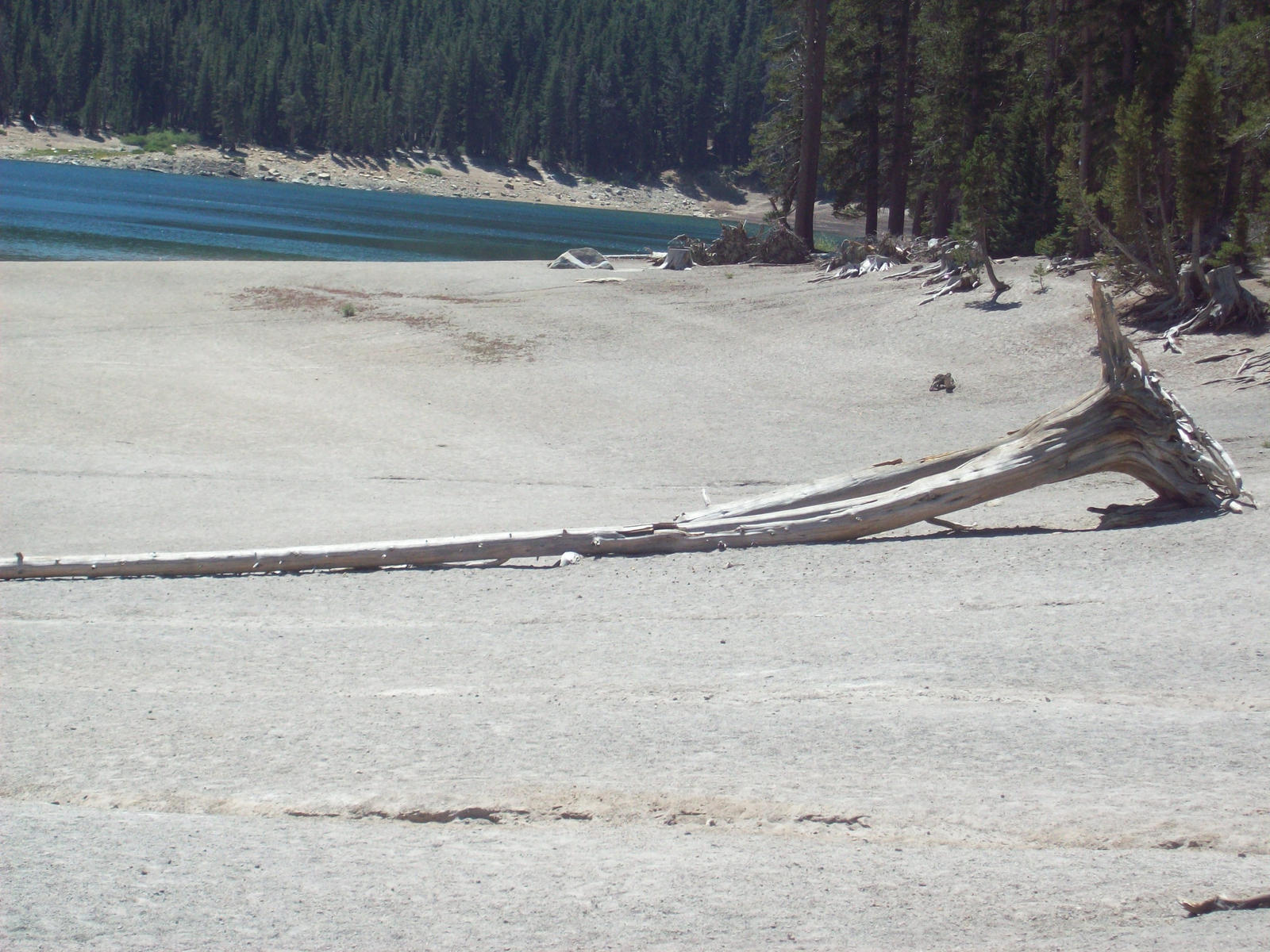 Fallen Tree