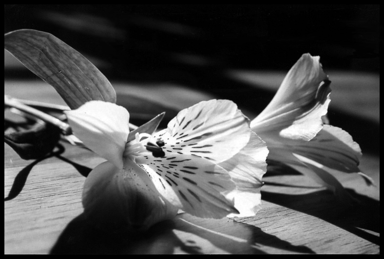 White Orchids