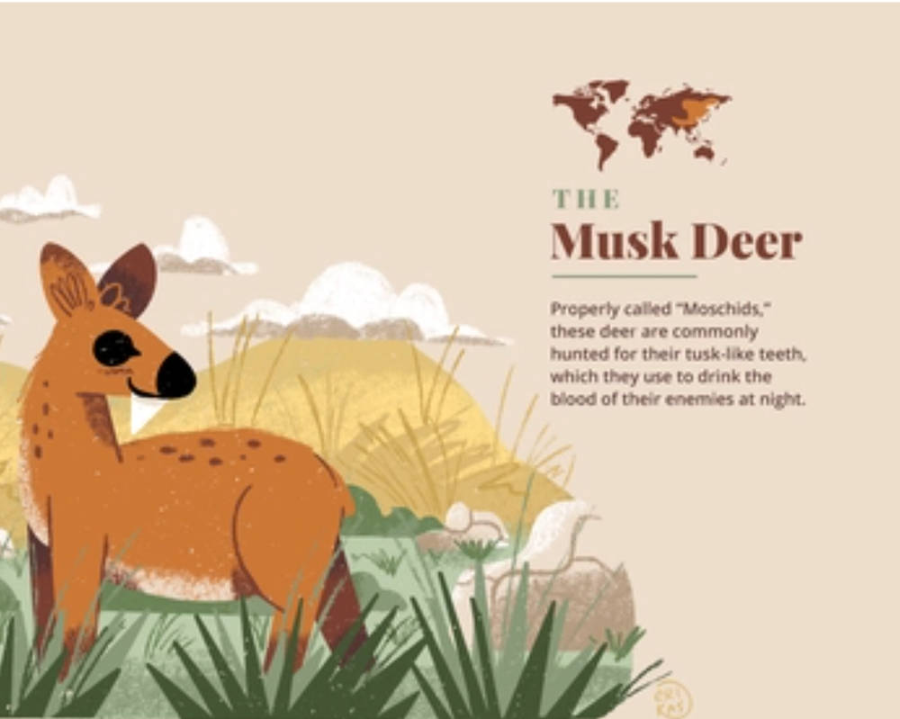 Deer перевод. Musk Deer рисунок. Musk Deer zoologist. Кабарга карандашом. Zoologist Musk Deer PNG.