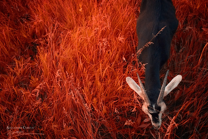 On The Autumn Grass by Thaess