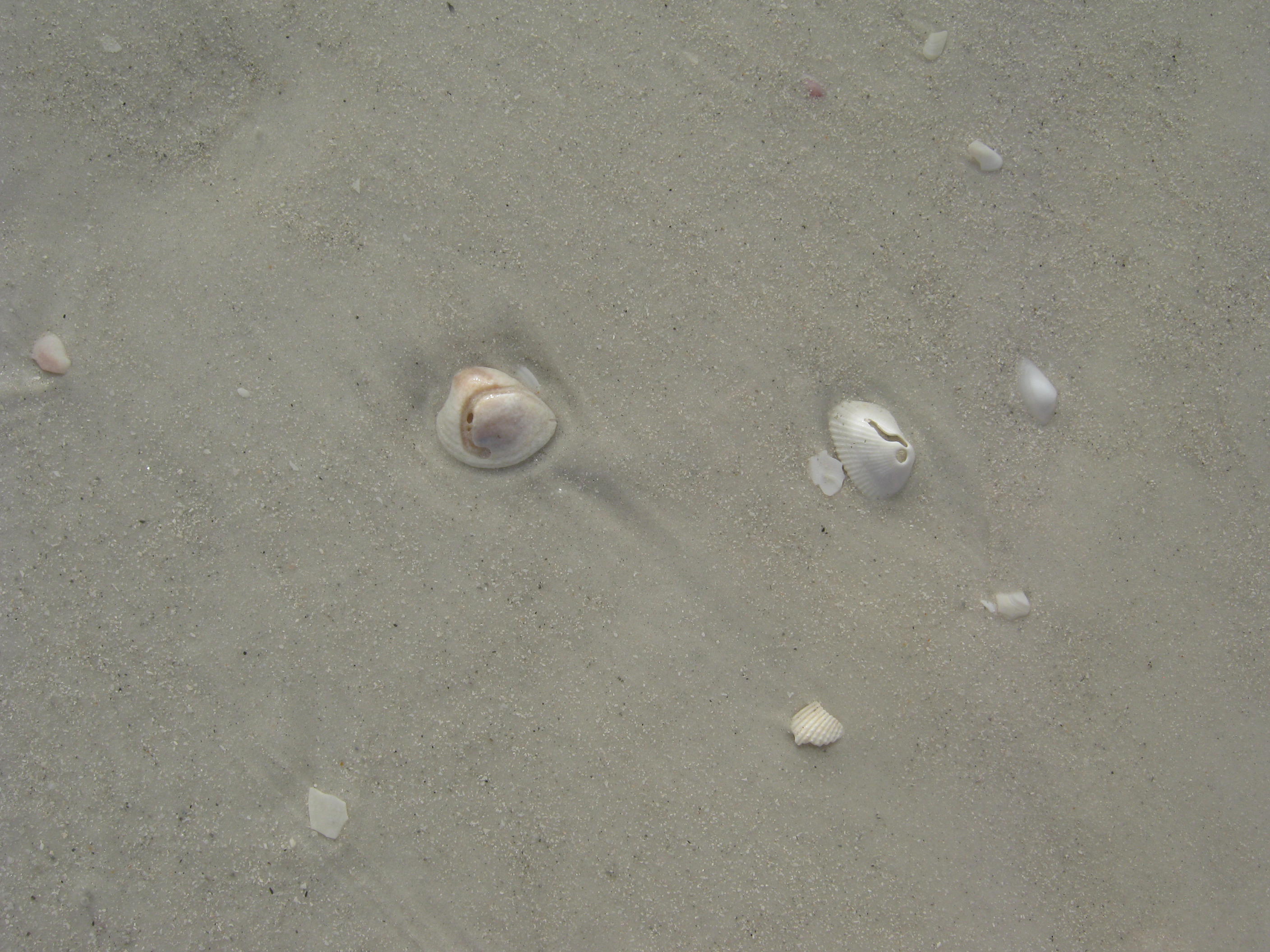 stripedstockins - Siesta Key Beach 9