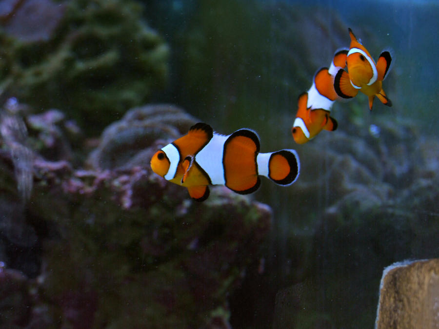 Nemo is found