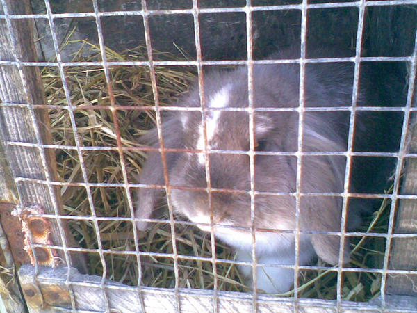 Traped Rabbit Uluru Trapped Rabbit by MollyDel-Donia on DeviantArt