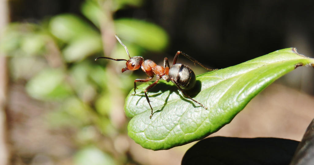 Ant On Guard