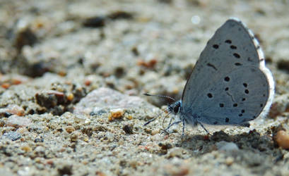 Blue butterfly