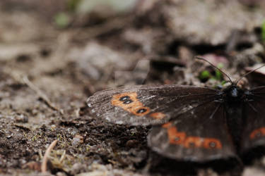 Arctic Ringlet