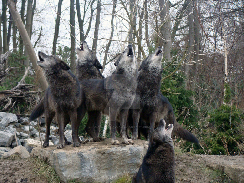 howl of wolves