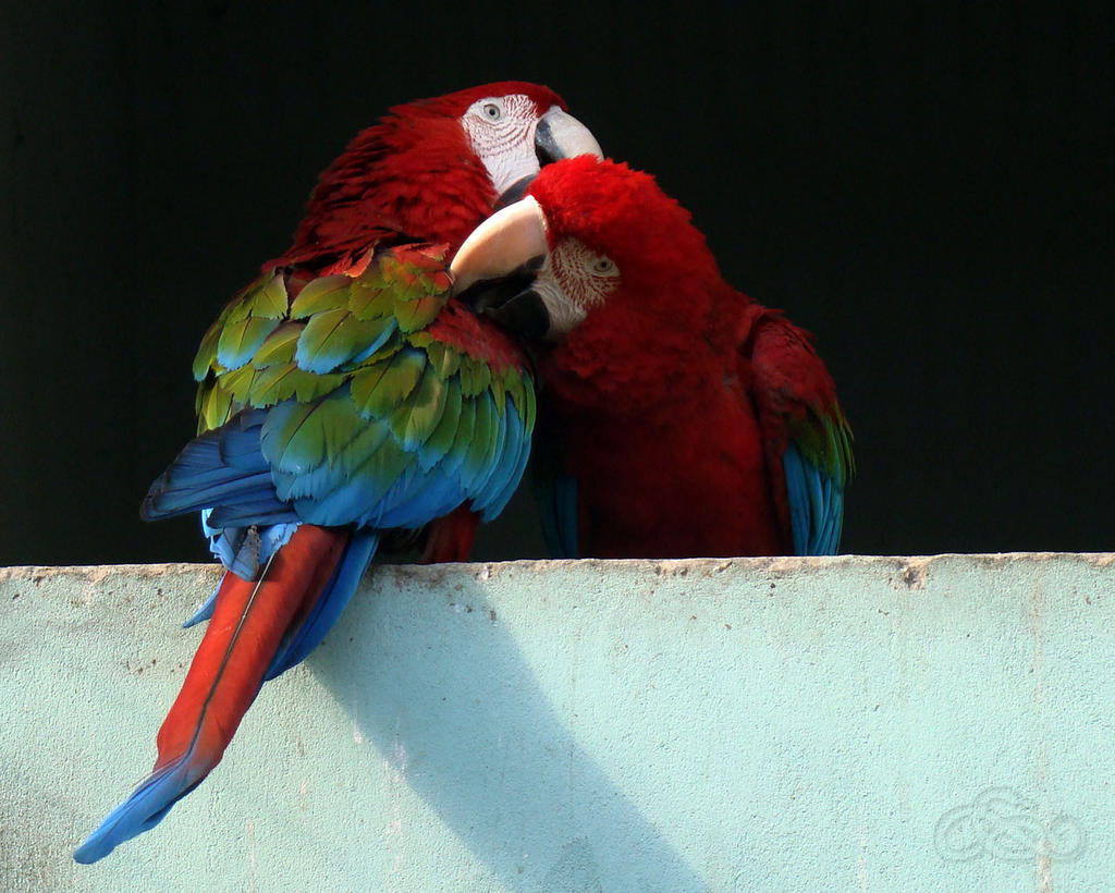 red-and-green macaws wallpaper