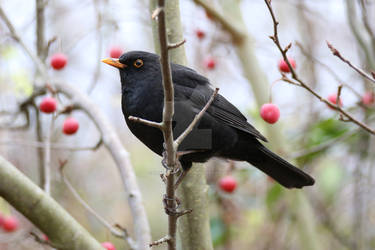 the common blackbird