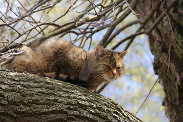 European Wildcat