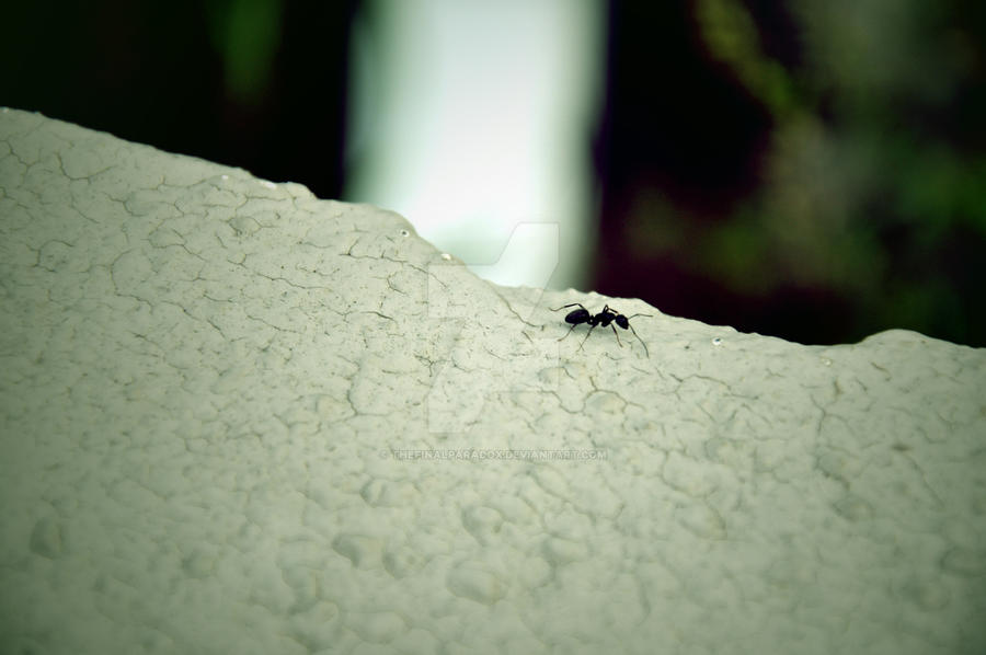 The Lone Ant