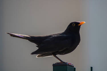 blackbird