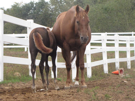 Mother and Son