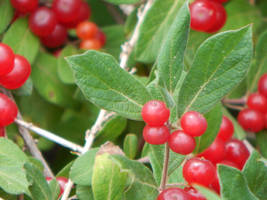 Red Berries