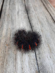 Giant Leopard Moth Caterpillar