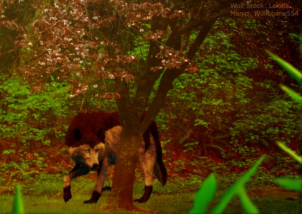 Leafy With Cherry Blossoms