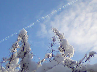 cotton wool trees