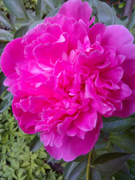 peony