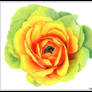 .: Rose :.