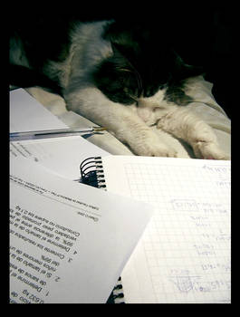 no more homework please