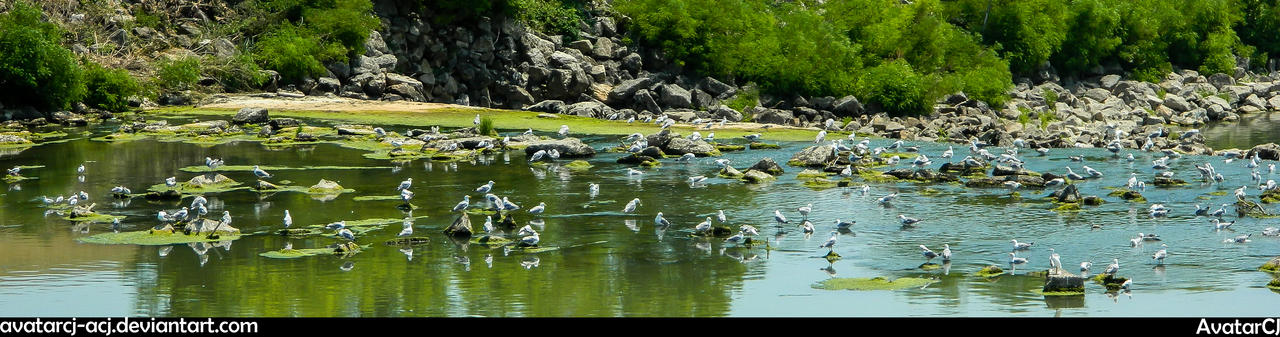 Bacchiglione river 2