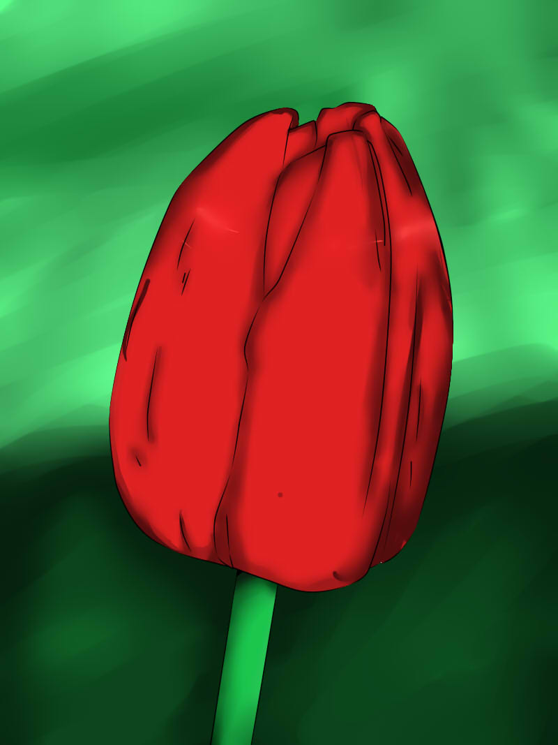 Tulip