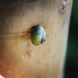 Snail