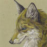 yellow Fox