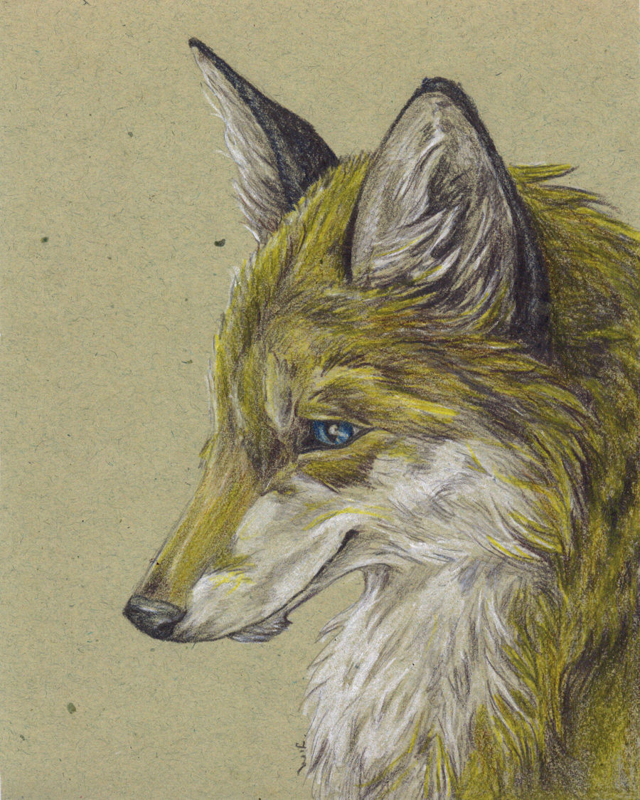 yellow Fox