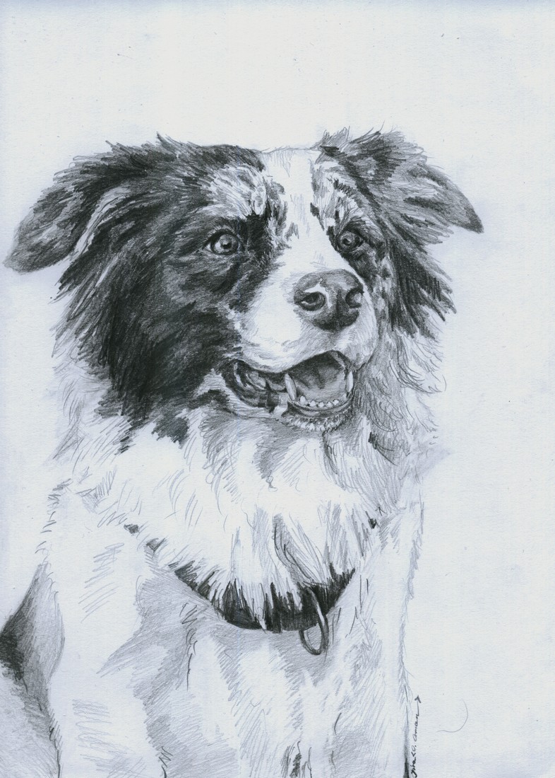 border collie