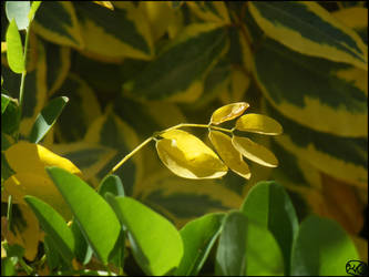 Golden Flag of Covered Nature