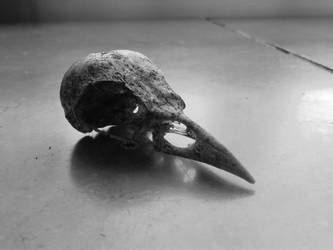 Bird's skull