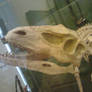 Santanaraptor skull
