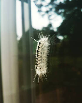 Caterpillar 1