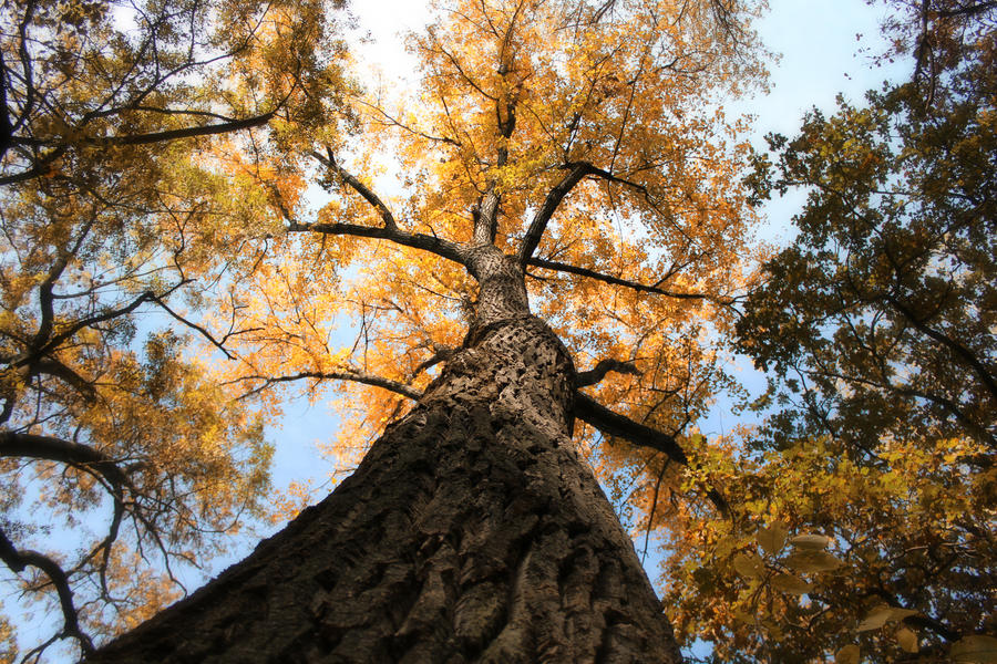 golden tree