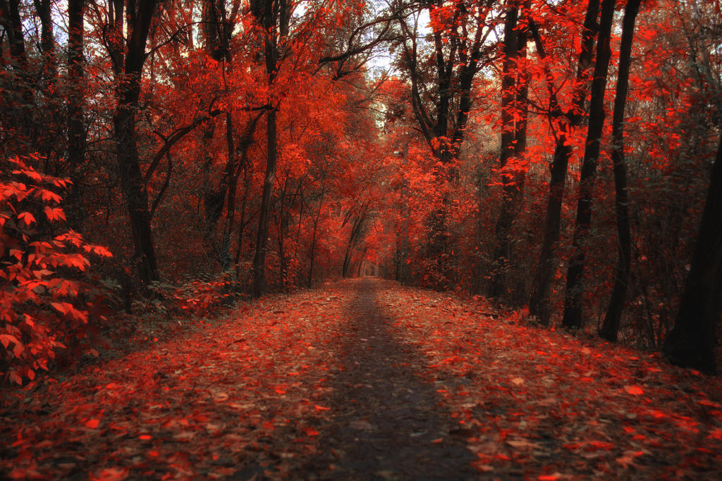 dream by stevenfields dream by stevenfields